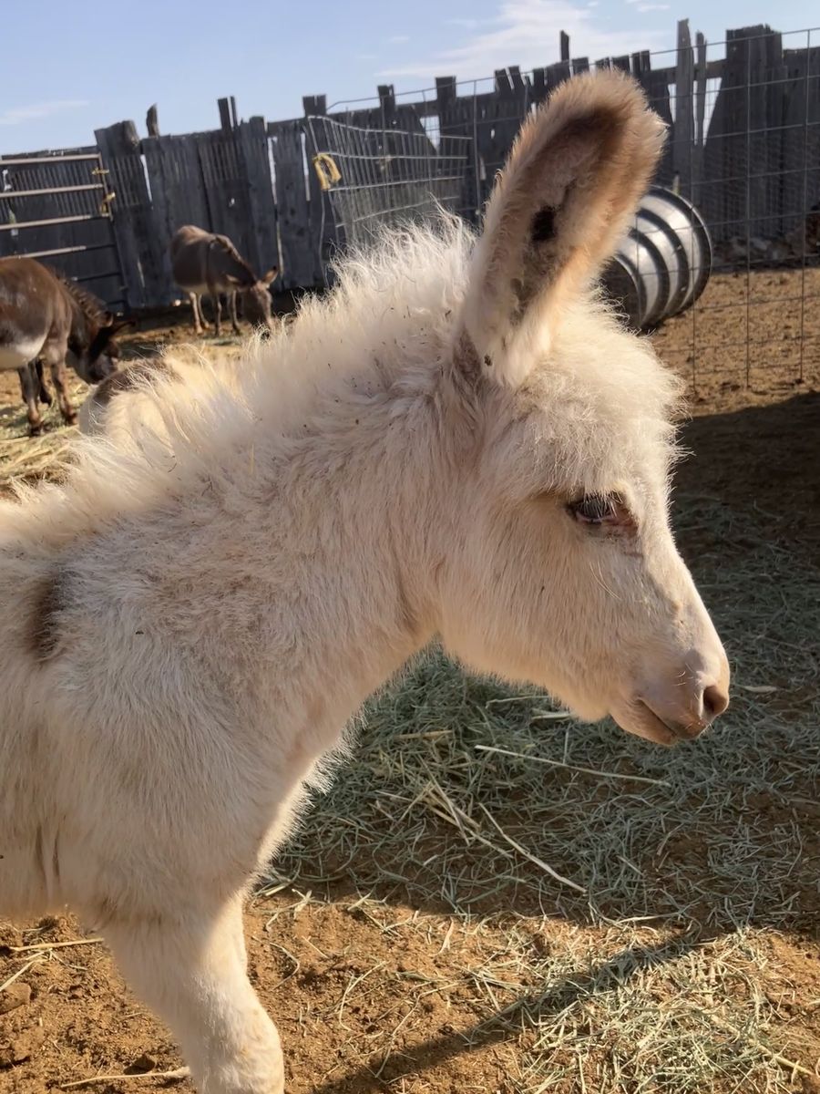Adorable mini donkey baby
