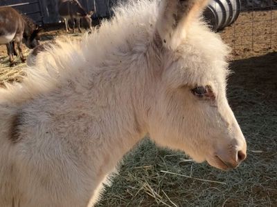 Adorable mini donkey baby