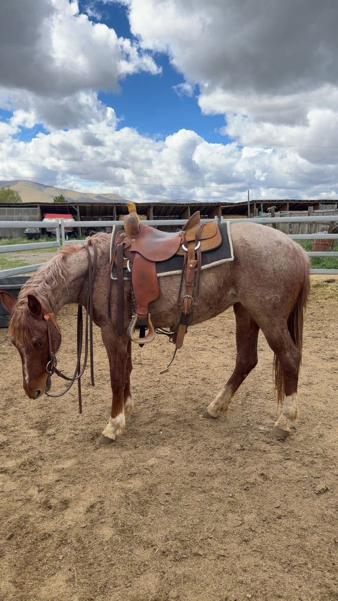 2 Year Old AQHA Mare- High Roller Rey/Nic it in the Bud
