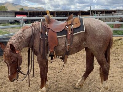 2 Year Old AQHA Mare- High Roller Rey/Nic it in the Bud