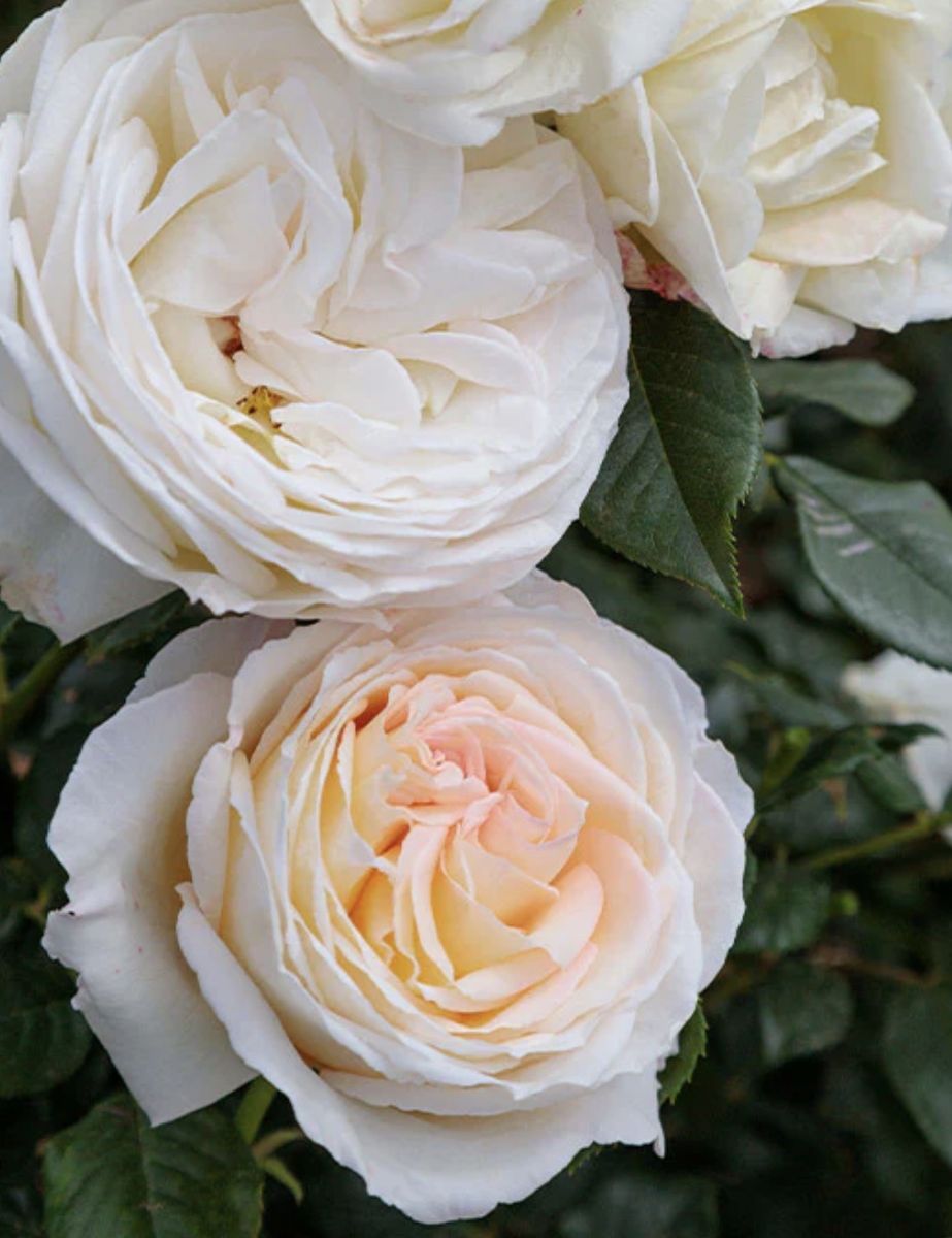 Large rose bush Top Cream