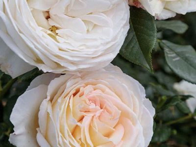 Large rose bush Top Cream