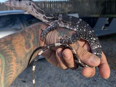 Axanthic Asian Water Monitors