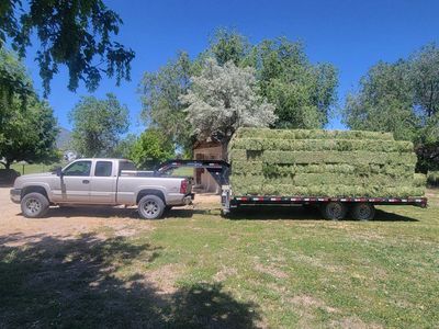 PREMIUM horse hay / Delivery services
