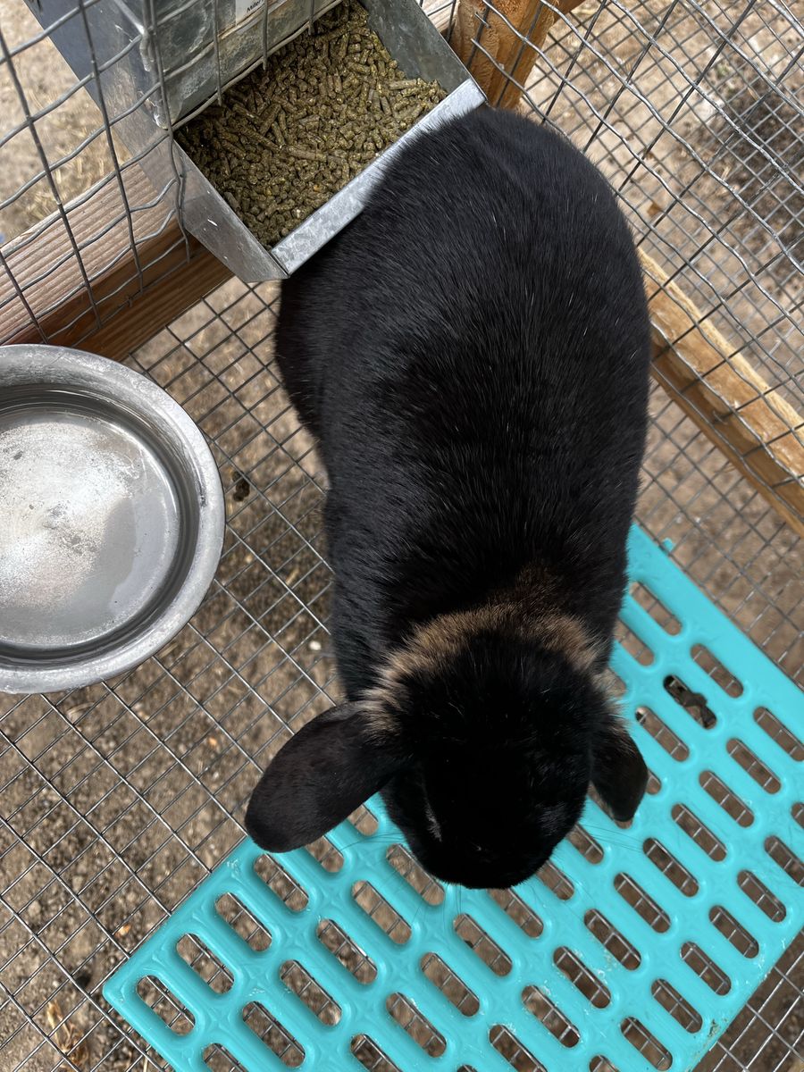 Gorgeous holland lop doe