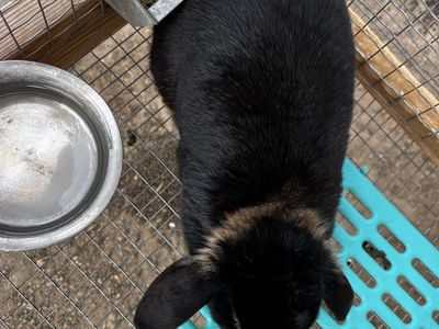 Gorgeous holland lop doe