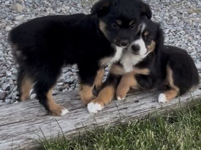Adorable toy/Mini Aussie Puppies -