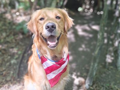 PROVEN STUD- Beautiful AKC Registered Golden Retriever