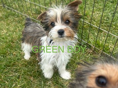 Yorkie pups 2 male 1 female left