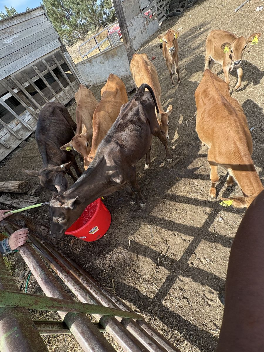 Weaned hiefers ready to work 
