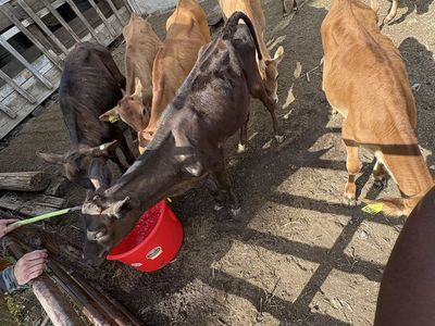 Weaned hiefers ready to work