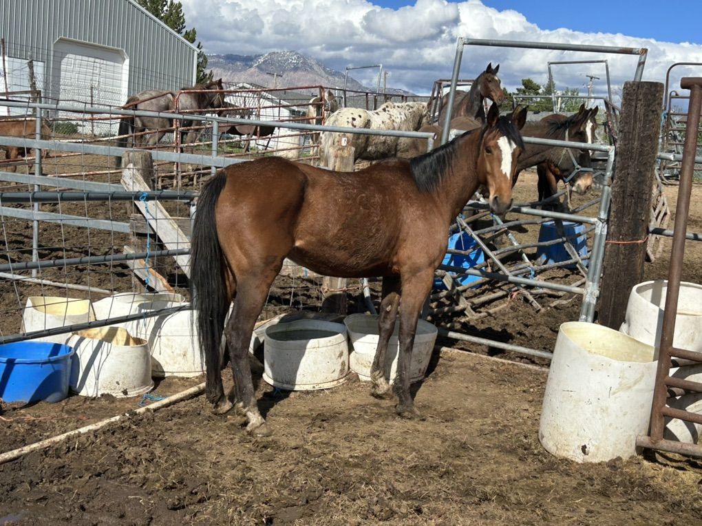 5 Yr Old Mare / Mare Only