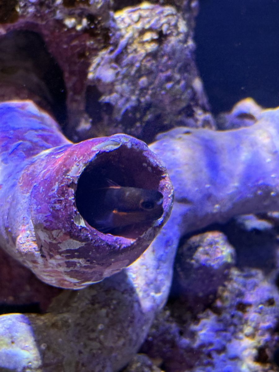 Tailspot blenny