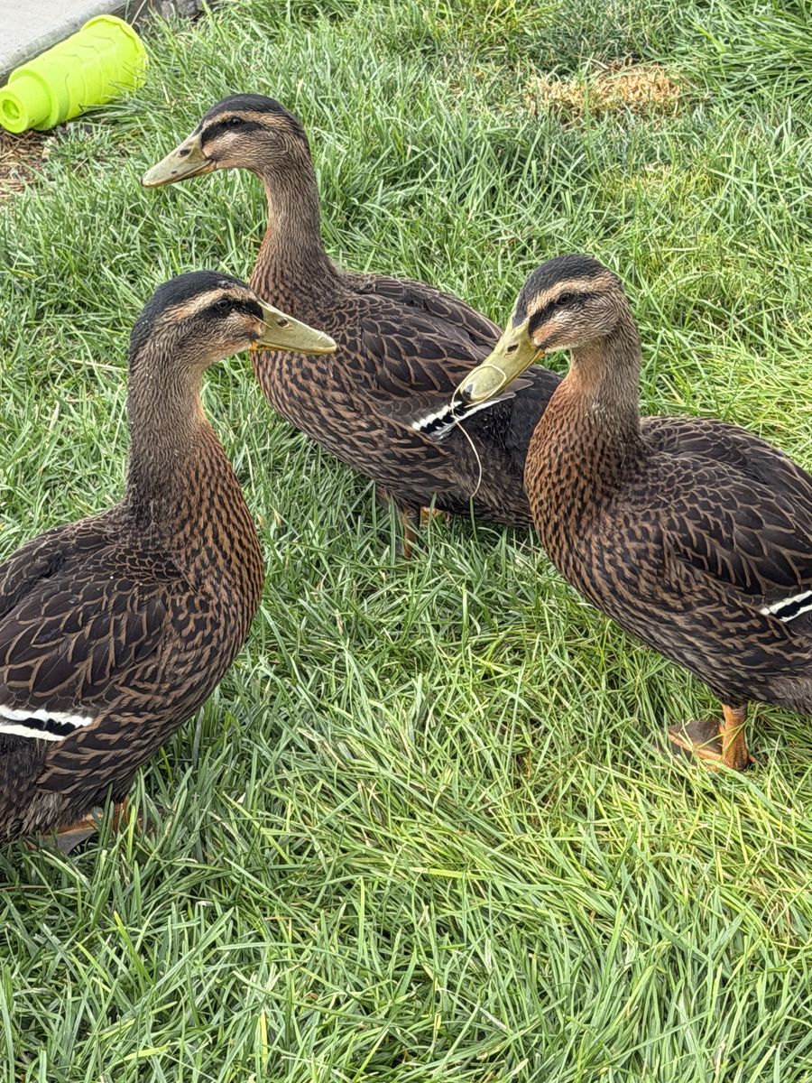 Young Rouen ducks 