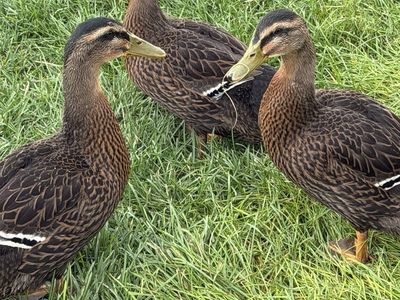 Young Rouen ducks