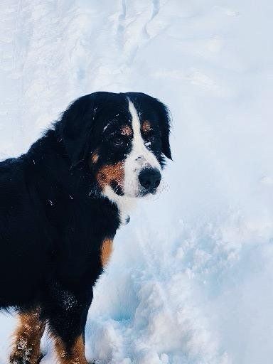 Bernese Mountain Dog Stud for Breeding