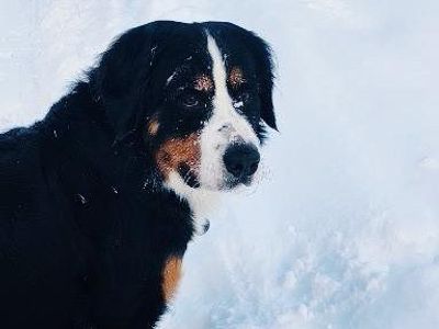 Bernese Mountain Dog Stud for Breeding