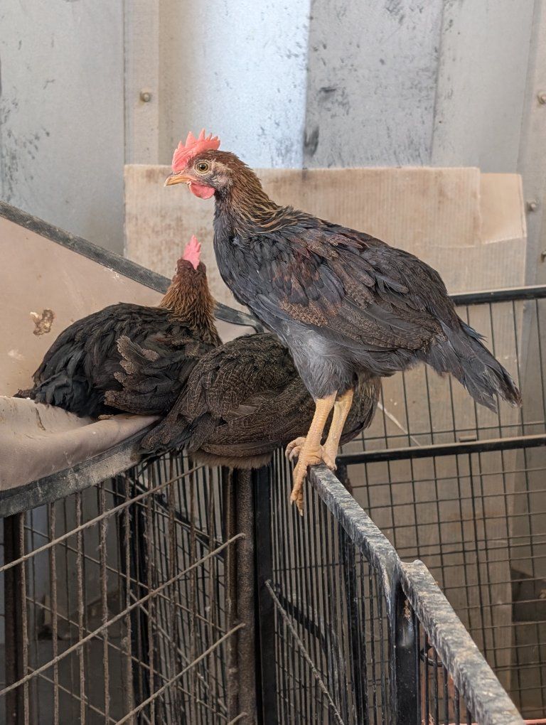 Young Roosters available - Healthy, Farm-Raised Poultry