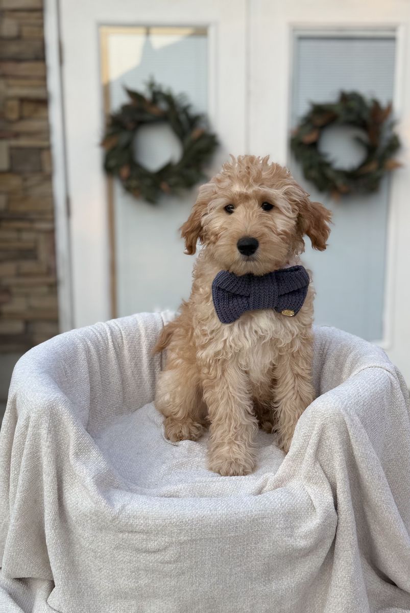 Micro Goldendoodle Puppy – Ready for His Forever Family