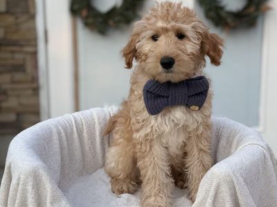 Micro Goldendoodle Puppy – Ready for His Forever Family