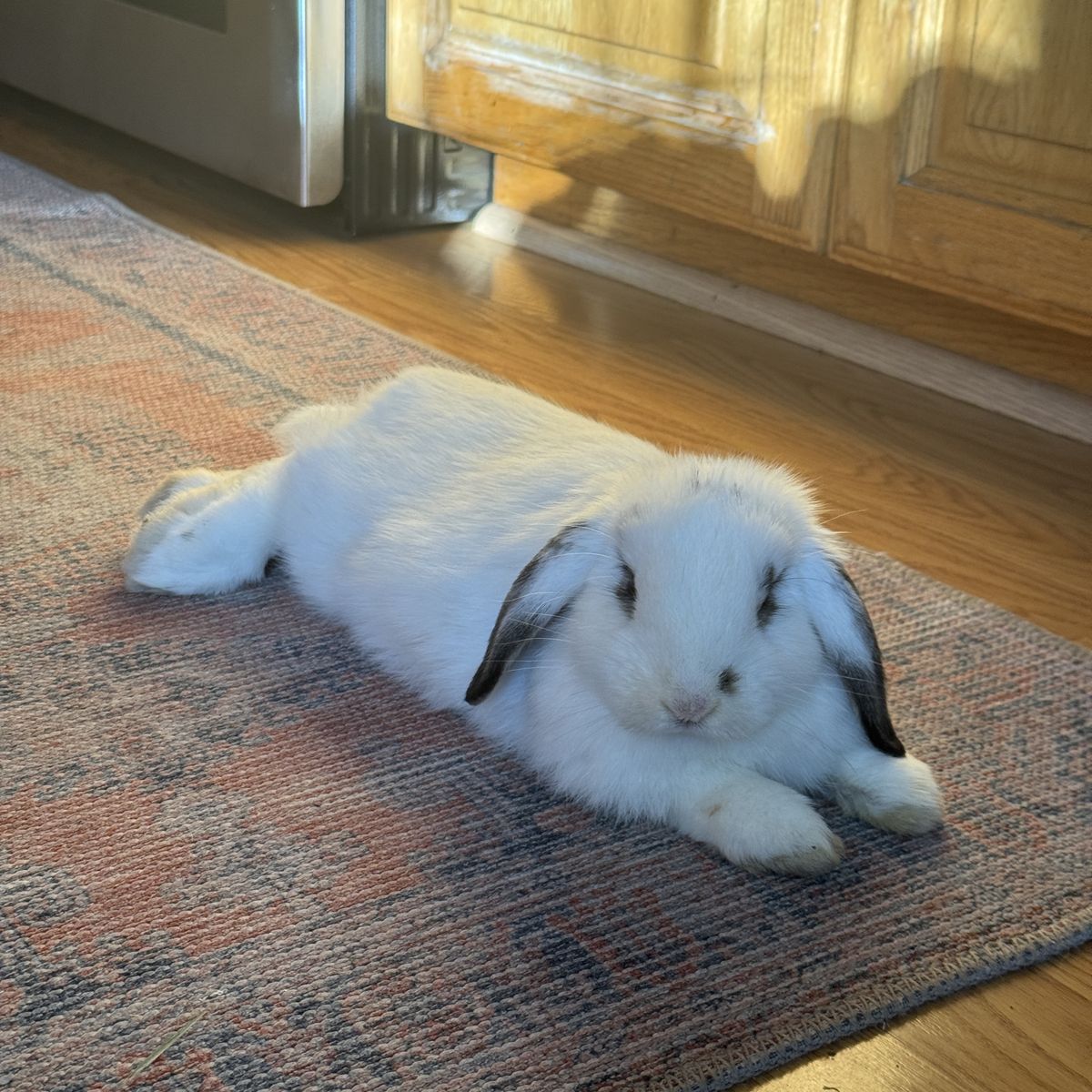 Sweet Bonded Plush Lop Bunnies – 3 Months Old