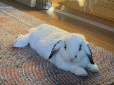 Sweet Bonded Plush Lop Bunnies – 3 Months Old