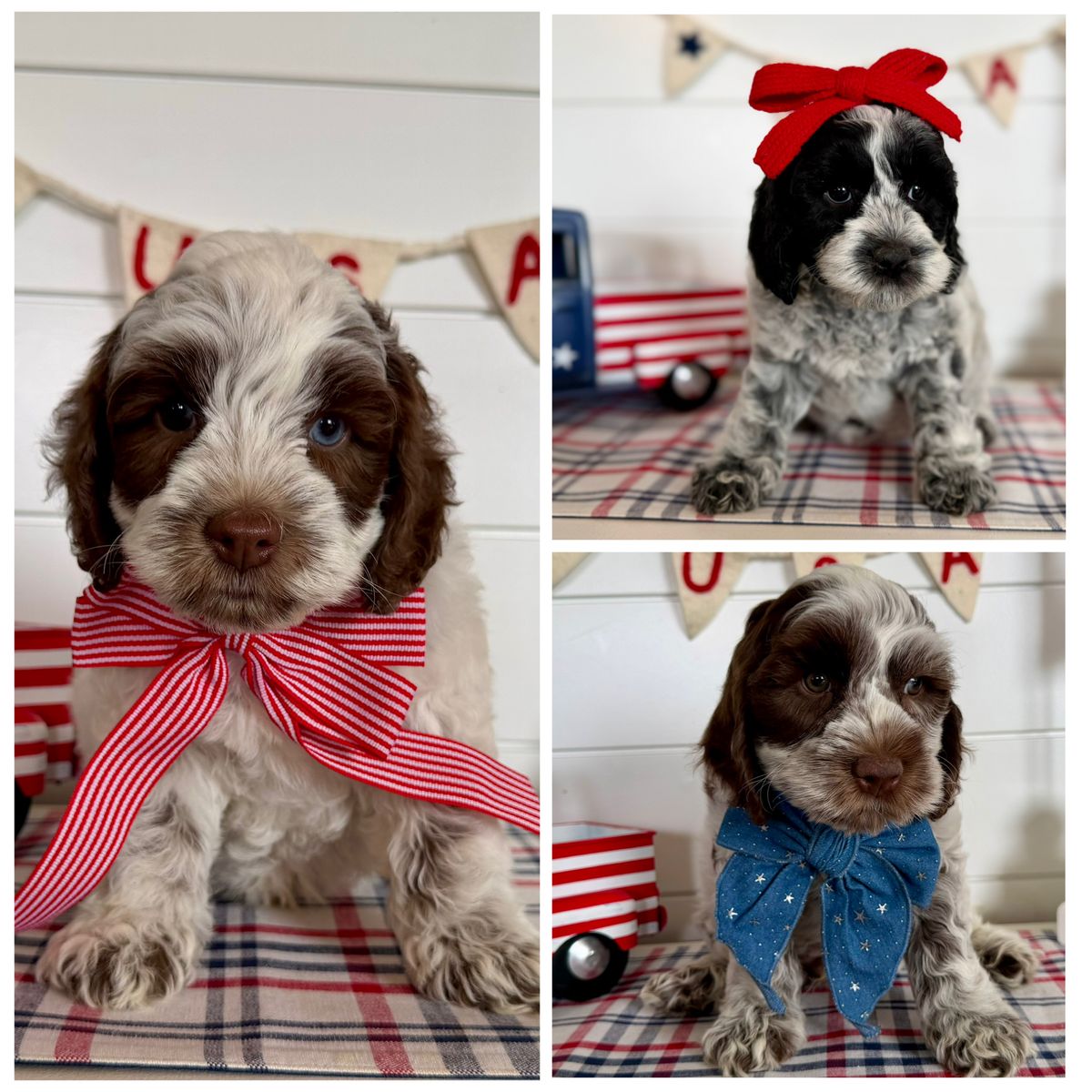 Australian labradoodle puppies