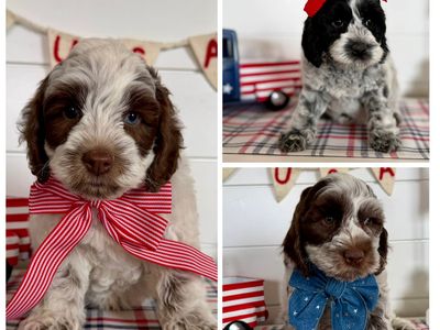 Australian labradoodle puppies