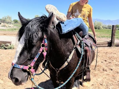 GYPSY VANNER MARE 4YO