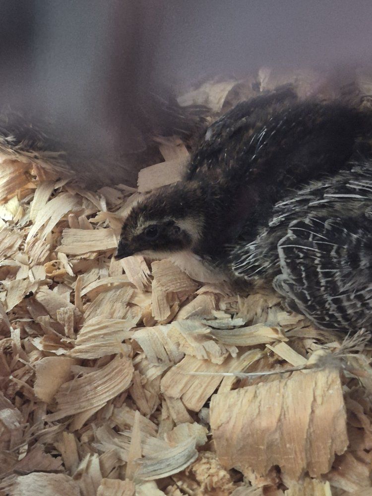 2 week old Coturnix quail