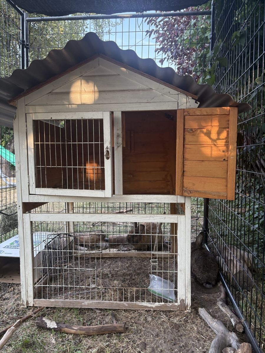 Two Cute Adult Male Rabbits and Wooden Outdoor Rabbit Hutch