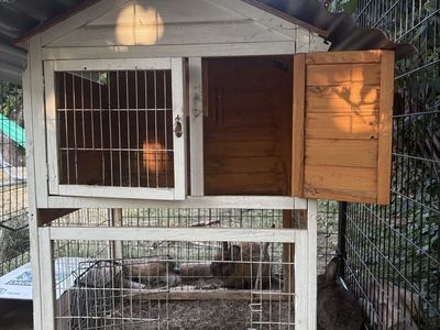 Two Cute Adult Male Rabbits and Wooden Outdoor Rabbit Hutch