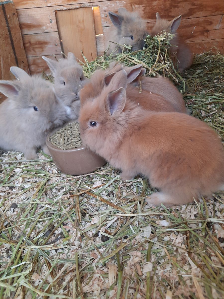 Lionhead Mix Bunnies