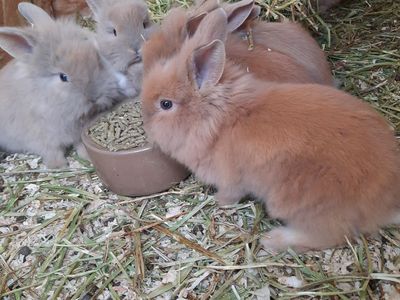 Lionhead Mix Bunnies