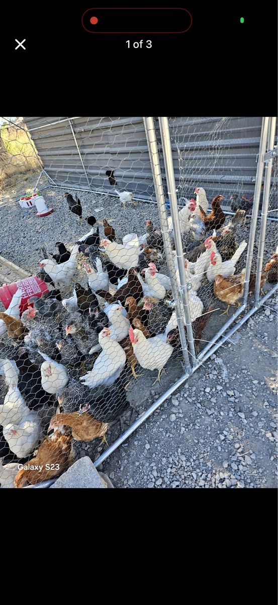 Chicken