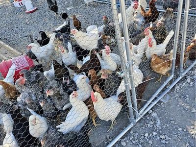 Chicken