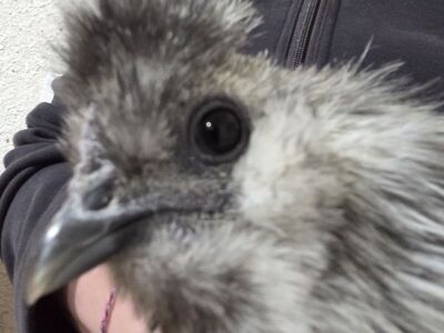 splash silkie chicken (rooster)