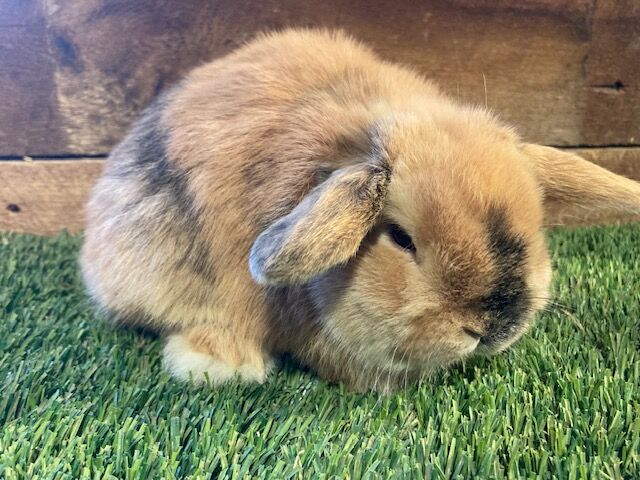 Handsome Holland Lop Bunny