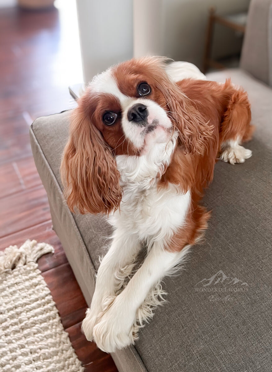 AKC Blenheim Cavalier 13 lbs