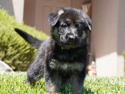 CKC German Shepherd Puppies.