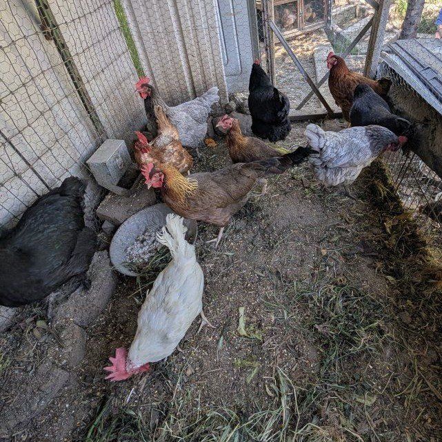 Young laying chickens