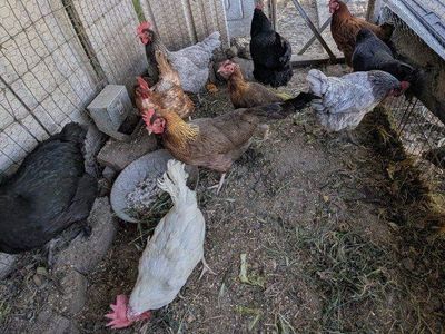 Young laying chickens