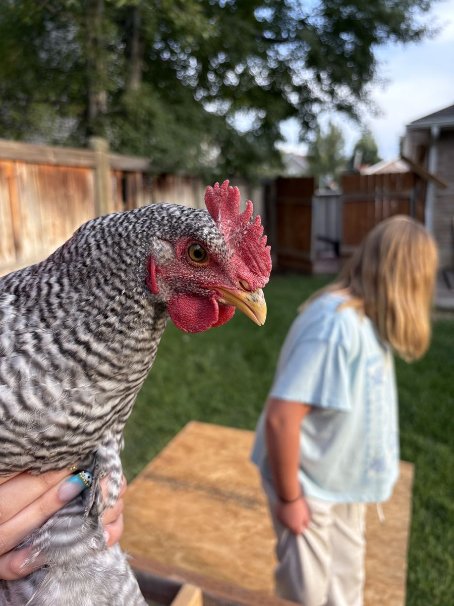 Live Barred Rock Chicken Hen