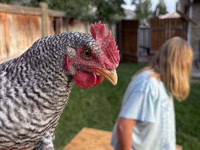 Live Barred Rock Chicken Hen