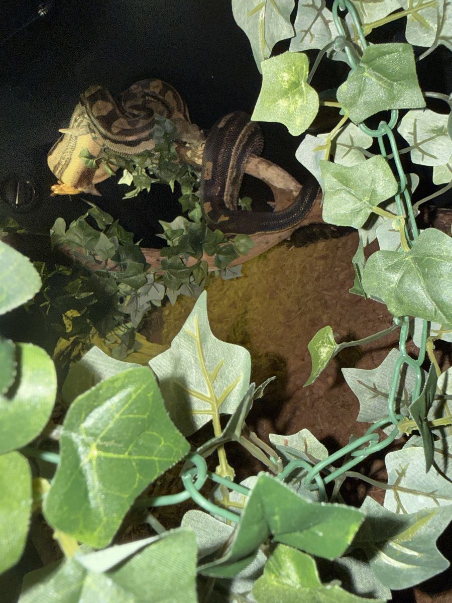 Main image 4