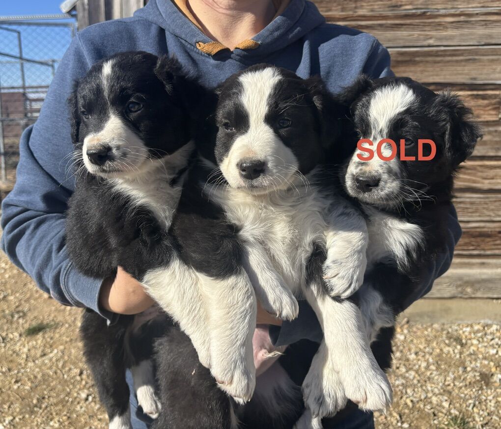 Border Collie Puppies