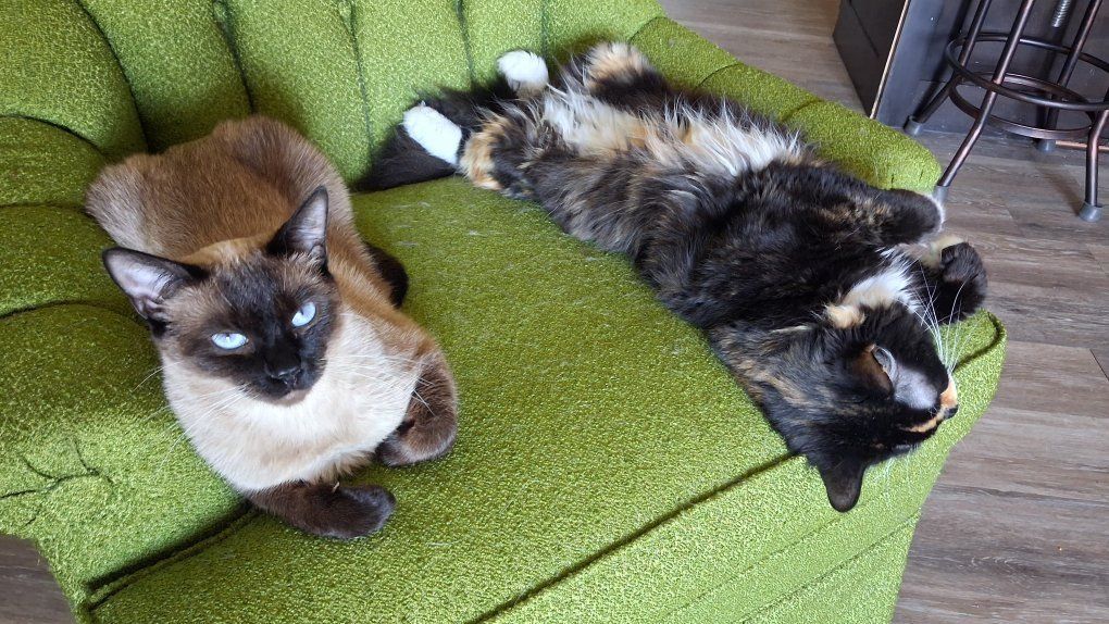 Kitten in need of rehoming