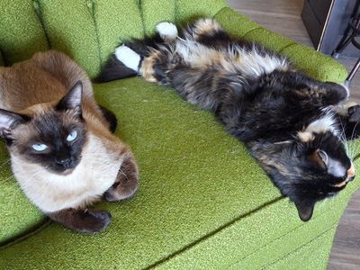 Kitten in need of rehoming