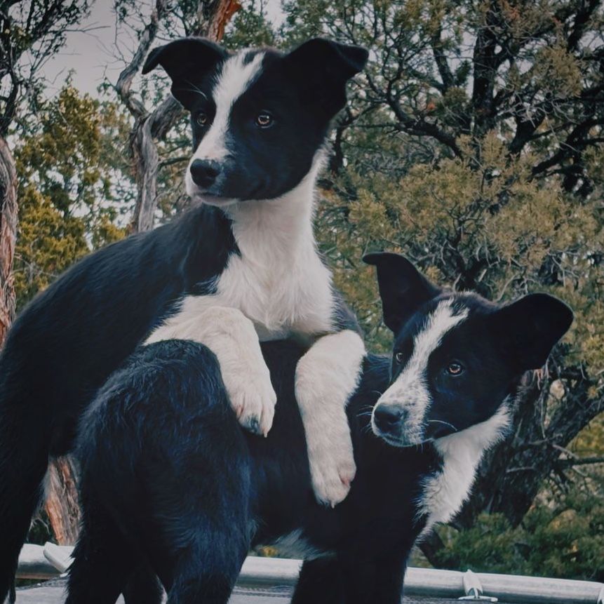 Adorable Border Collie puppies!