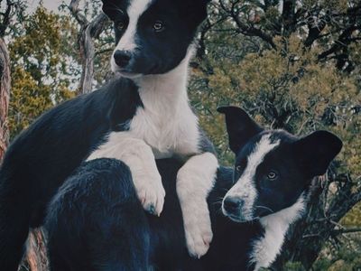Adorable Border Collie puppies!